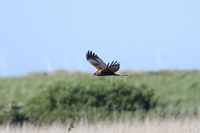 Marsh Harrier