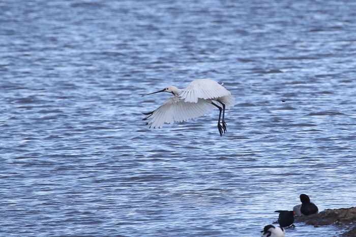 Spoonbill
