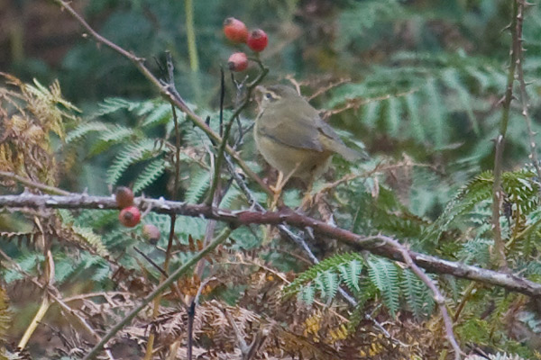 Radde's Warbler