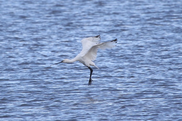 Spoonbill