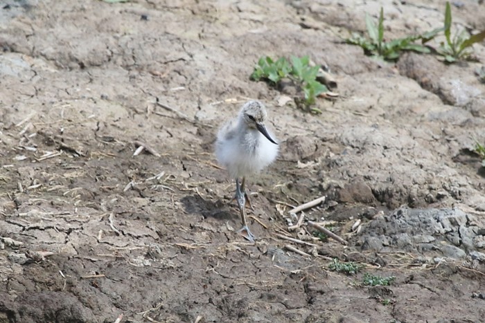 Avocet