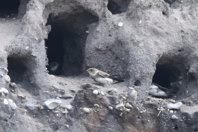 Sand Martin