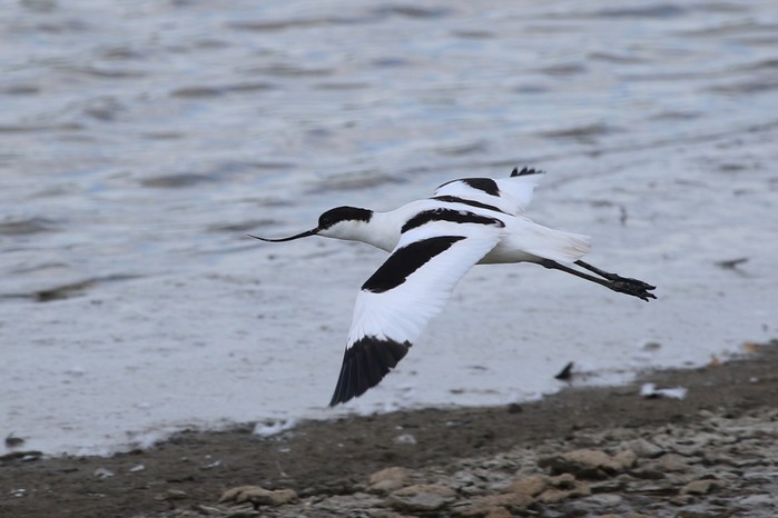 Avocet