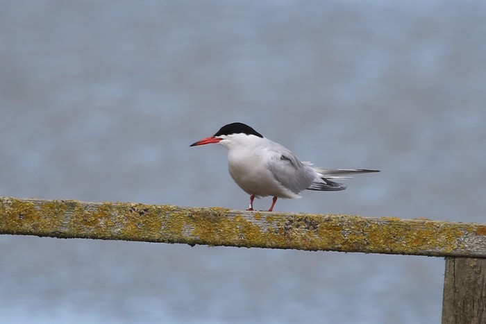 Common Tern