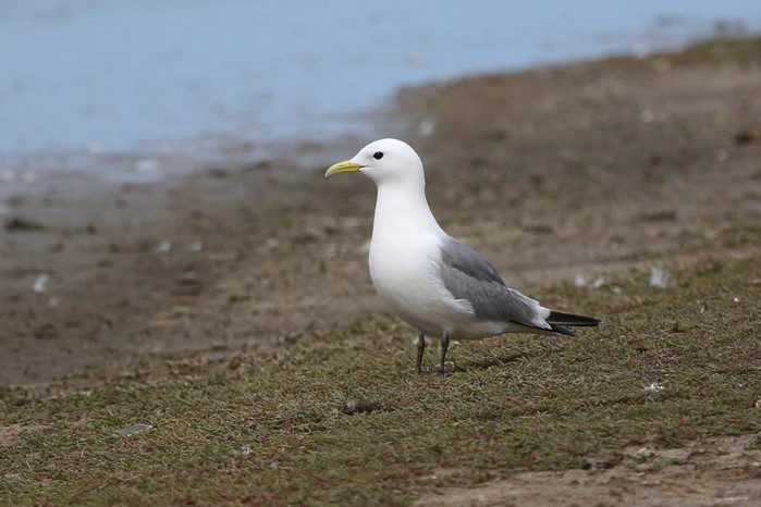 Kittiwake