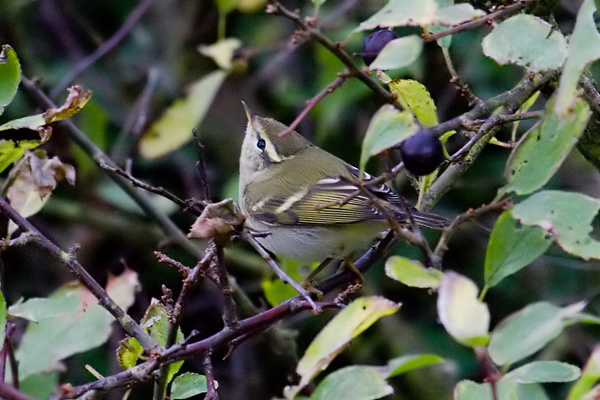 Yellow-browed Warbler