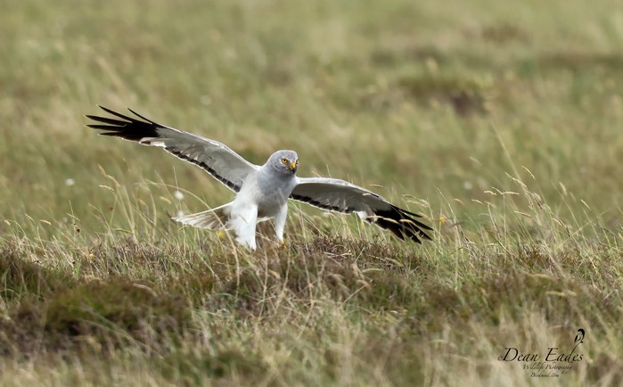 Hen Harrier