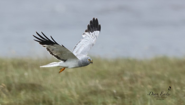 Hen Harrier