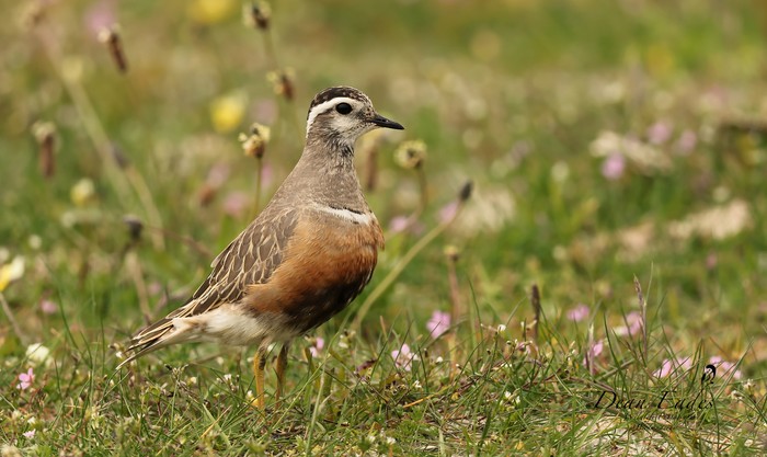Dotterel