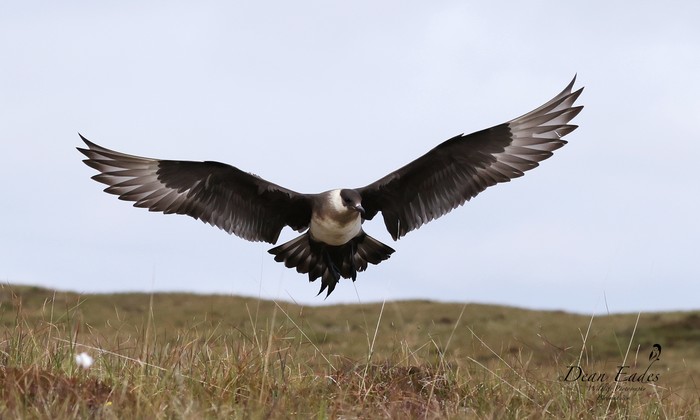 Arctic Skua