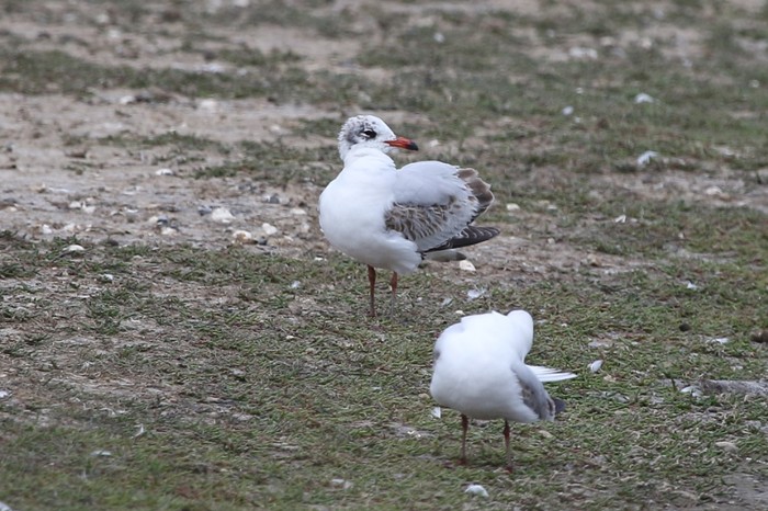 Mediterranean Gull