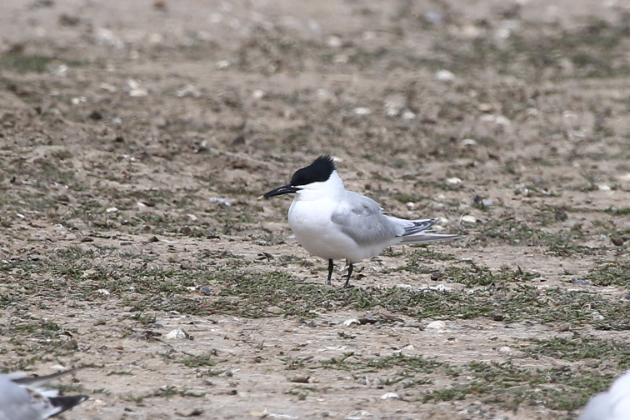 Sandwich Tern