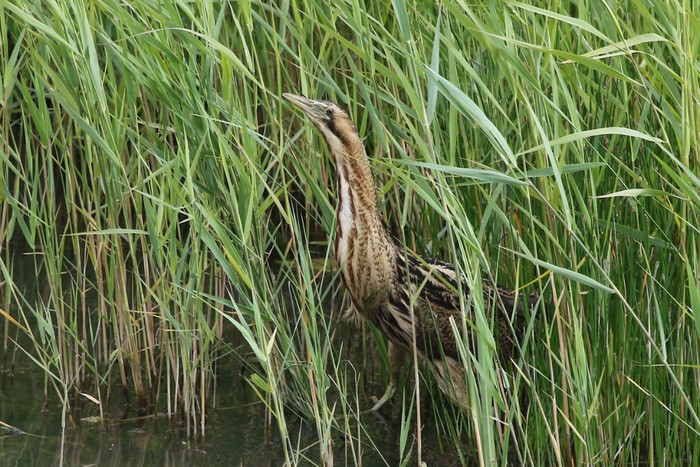 Bittern