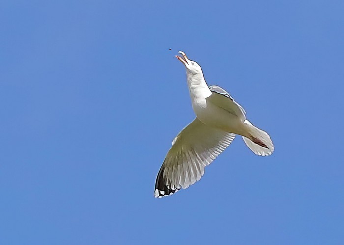 Herring Gull