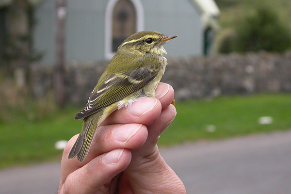 Yellow-browed Warbler