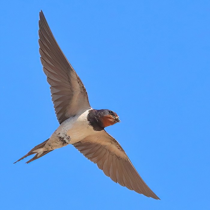 Swallow