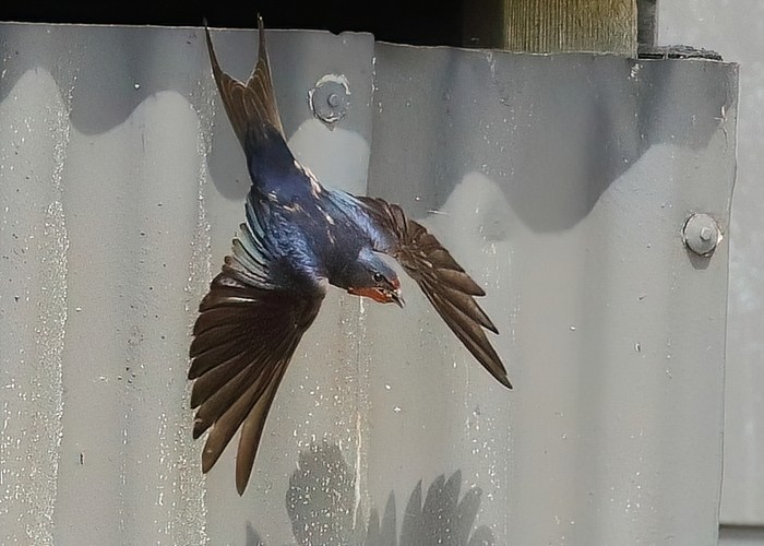 Swallow
