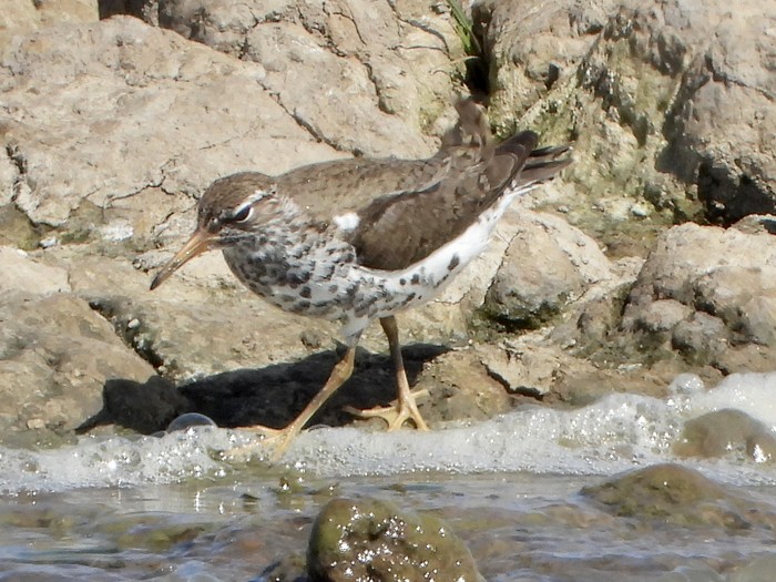 Spotted Sandpiper
