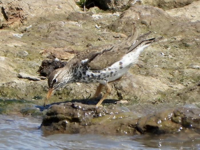 Spotted Sandpiper