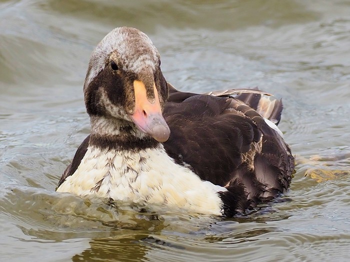 King Eider