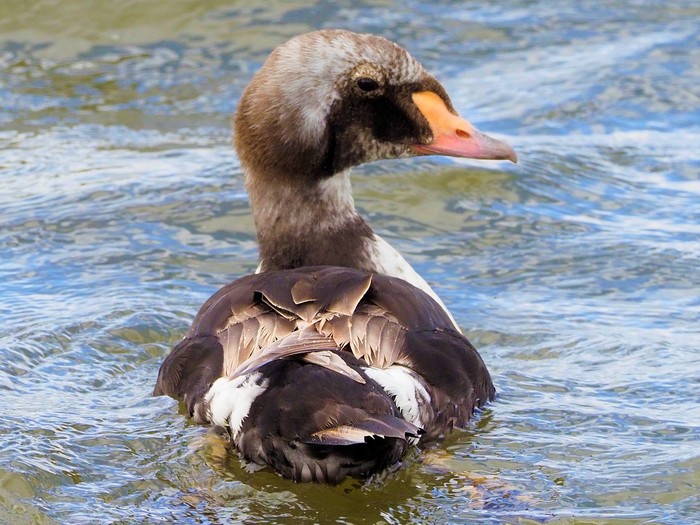 King Eider