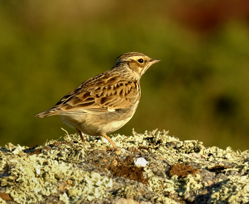 Woodlark