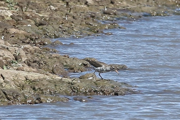 Spotted Sandpiper