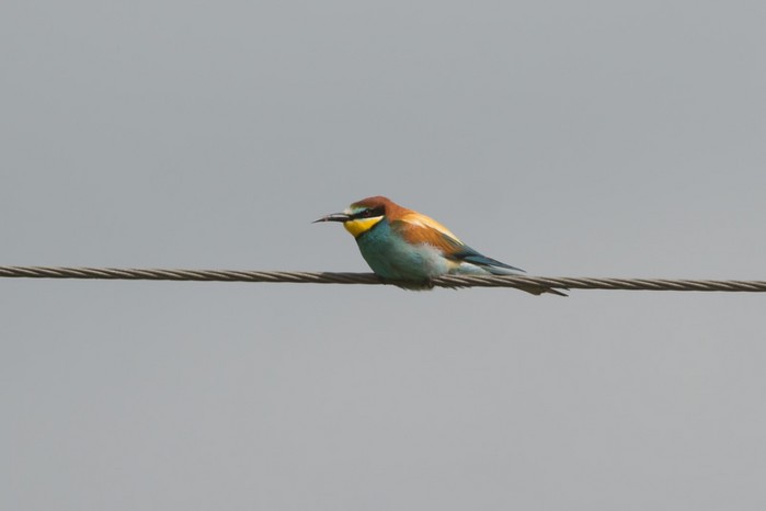 Bee-eater