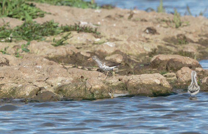 Spotted Sandpiper