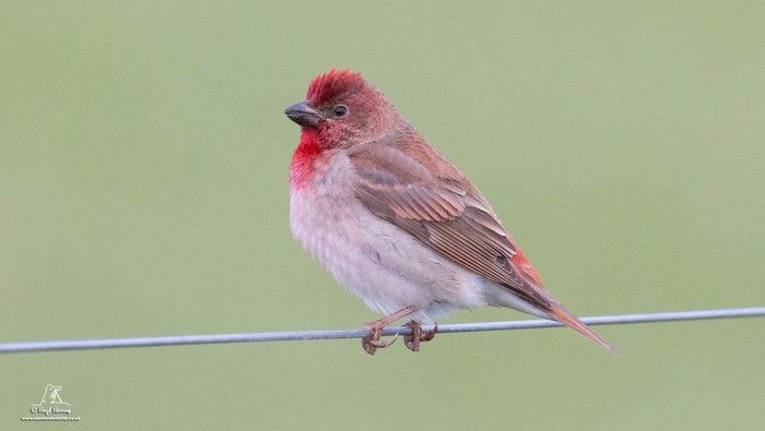 Common Rosefinch