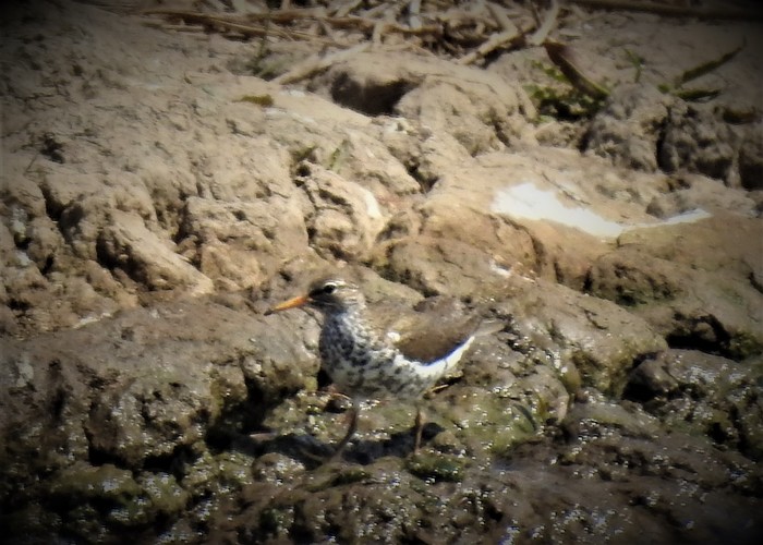 Spotted Sandpiper