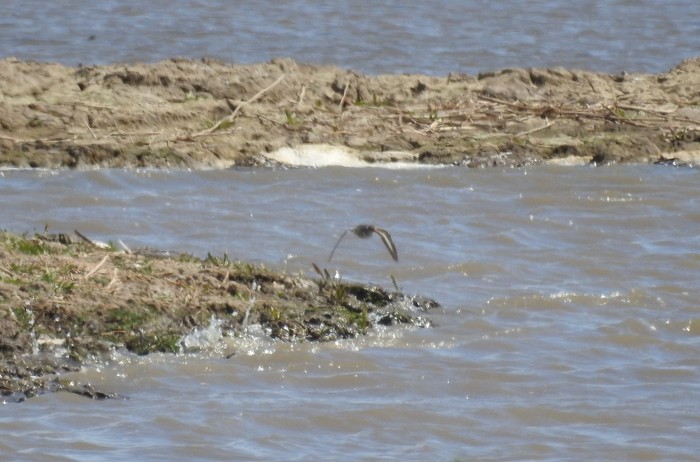 Spotted Sandpiper