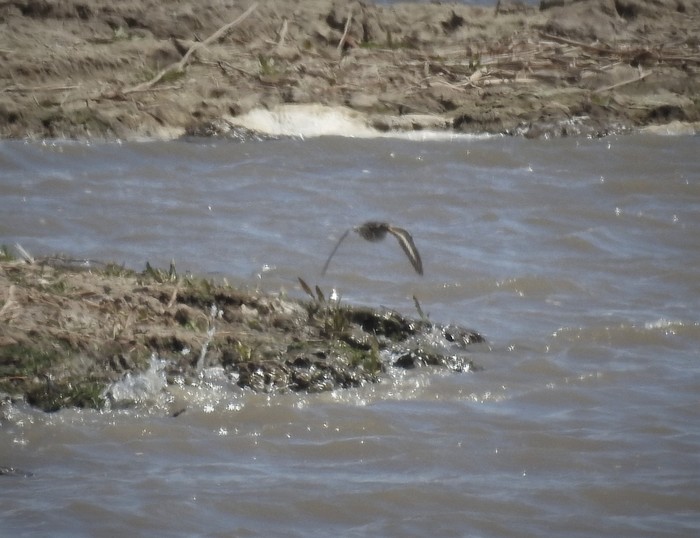Spotted Sandpiper