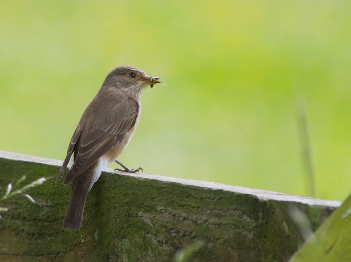 Spotted Flycatcher