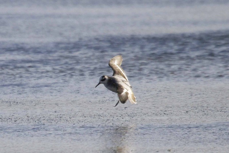 Grey Phalarope