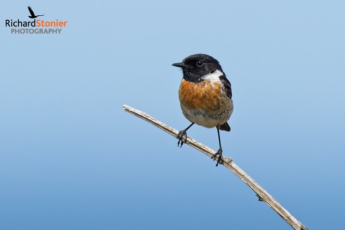 Stonechat
