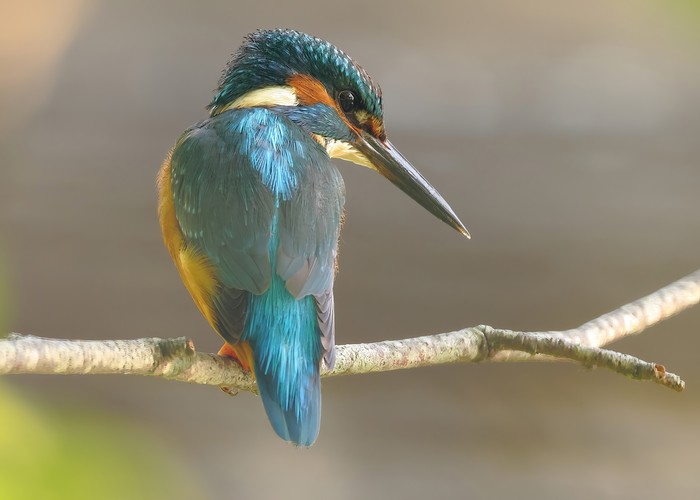 Kingfisher