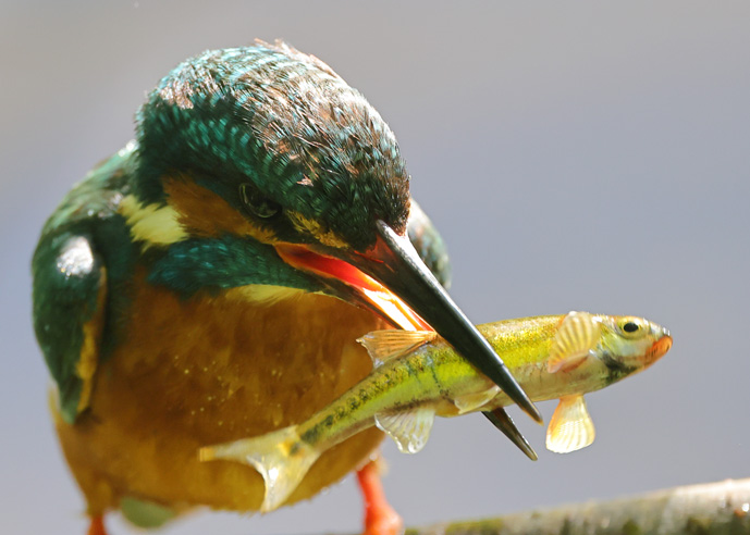 Kingfisher