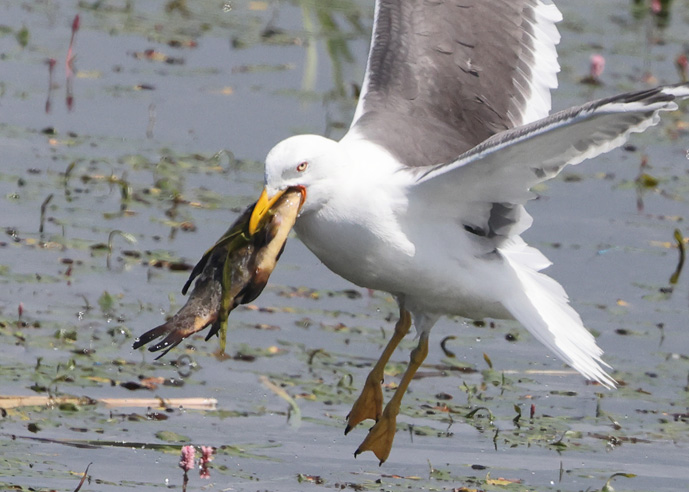 Lesser Black-backed Gull