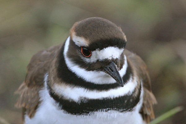 Killdeer