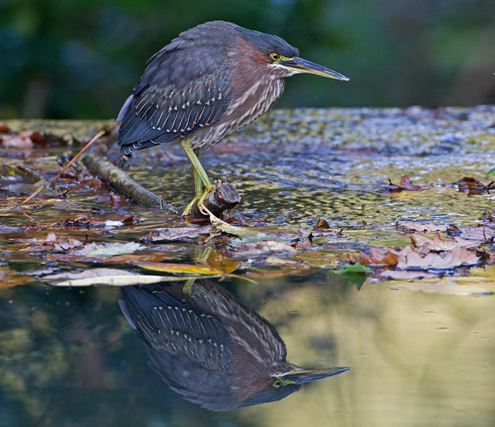 Green Heron