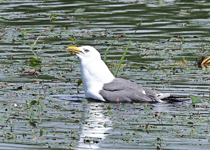 Lesser Black-backed Gull