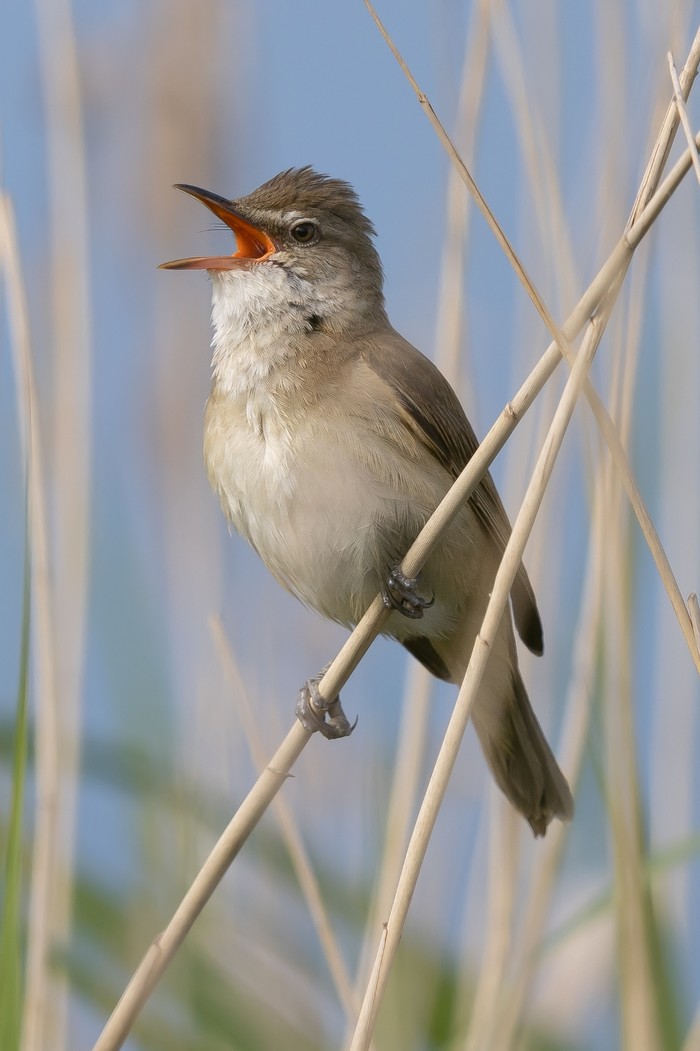 Great Reed Warbler
