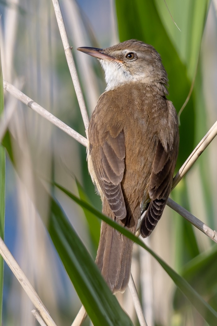 Great Reed Warbler