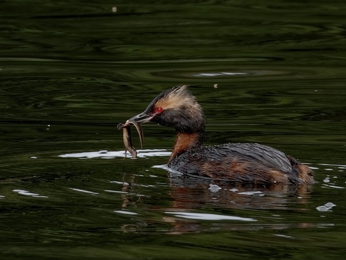 Slavonian Grebe