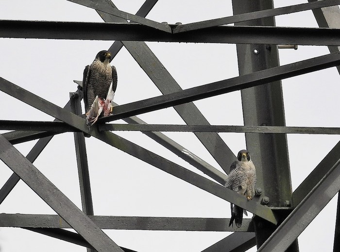 Peregrine