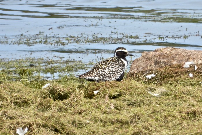 Pacific Golden Plover