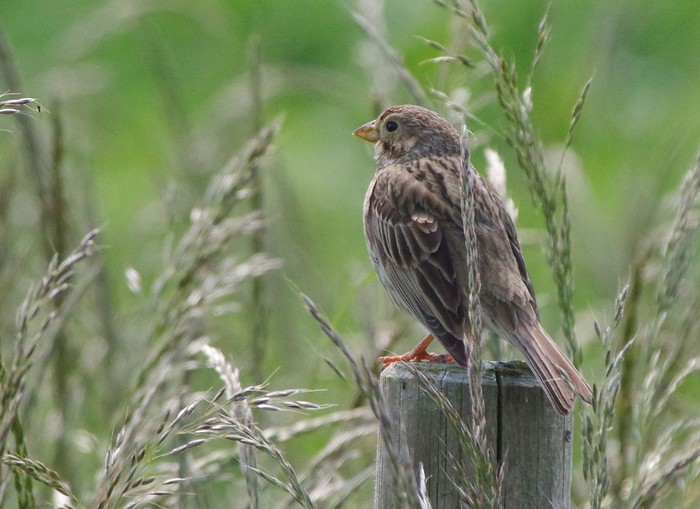 Corn Bunting