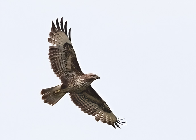 Buzzard