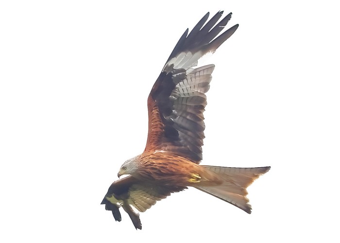 Red Kite